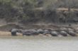 122 Hippos at S Luangwa.JPG