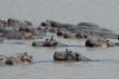 140 Hippos at Luambe NP.JPG