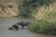 167 Buffalos at the River.JPG