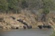 168 Buffalos at the River.JPG