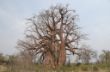 208 Very Big Baobab.JPG