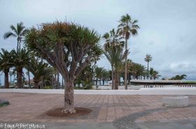 Puerto de la Cruz-7474.jpg