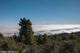 NP Caldera de Taburiente, La Palma-7526.jpg