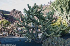 Kaktusgarten v Manrique-7742.jpg