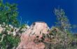 C 17 Zion Nat. Park.jpg