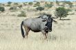 BW 16 Wildebeast, to Urikaruus.JPG