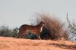 BW 19 Gepard, near Mata Mata.JPG