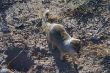 BW 92 Yellow Mongoose, Urikaruus.JPG