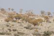 BZ 13 Kokerboom, R 27 to Calvinia.JPG